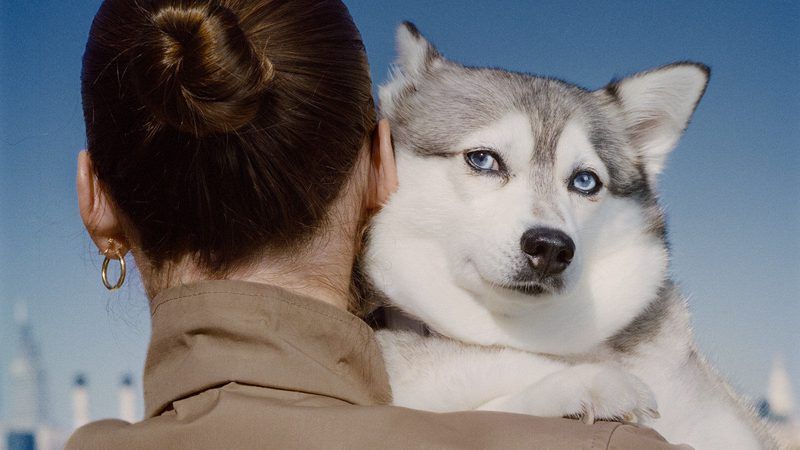 Am I The Alpha To My Dog Quiz
