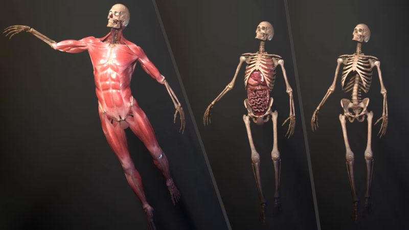 Anatomical Position Quiz
