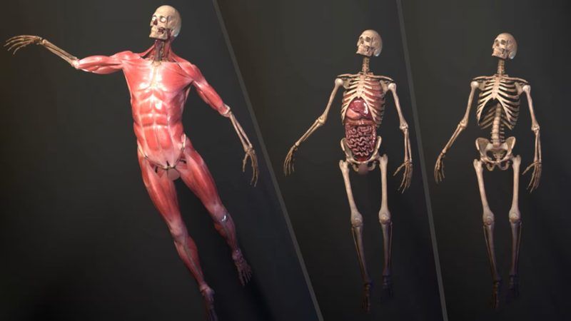 Anatomical Position Quiz