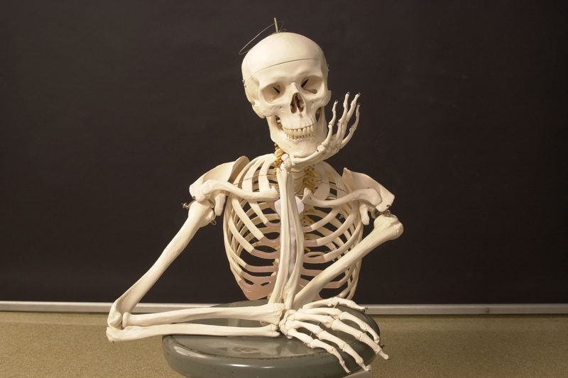 Anatomy Bones Quiz