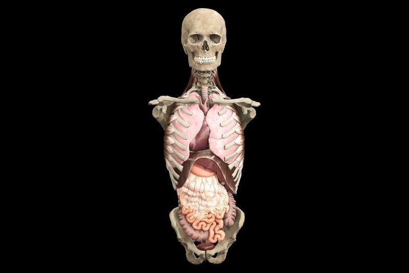 Anatomy Directional Terms Quiz
