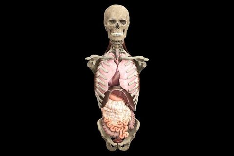 Anatomy Directional Terms Quiz