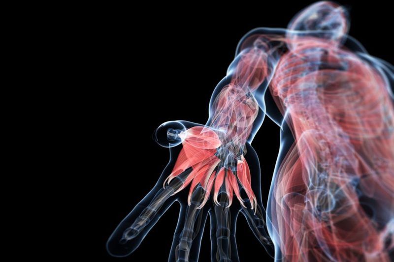 Anatomy Regional Terms Quiz
