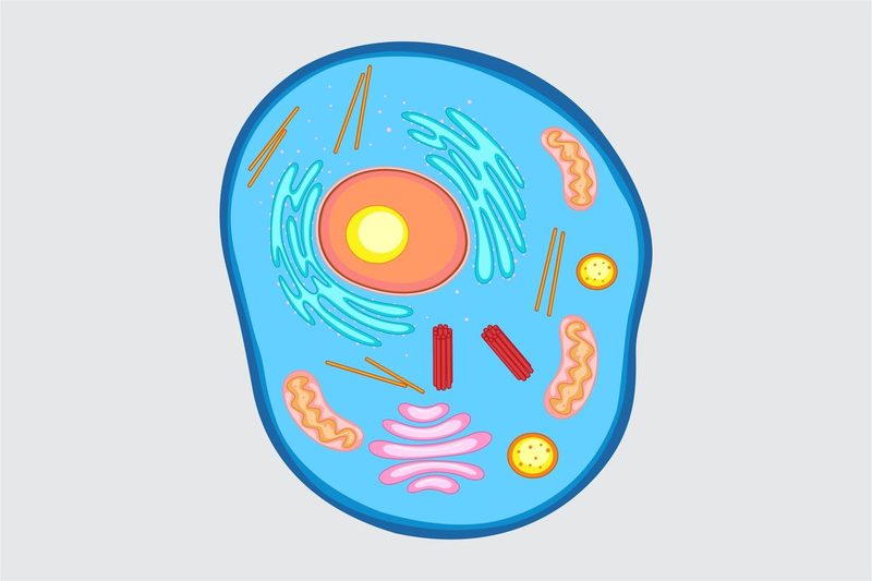 Animal Cell Quiz