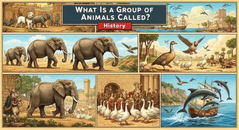 What Is a Group of Animals Called?