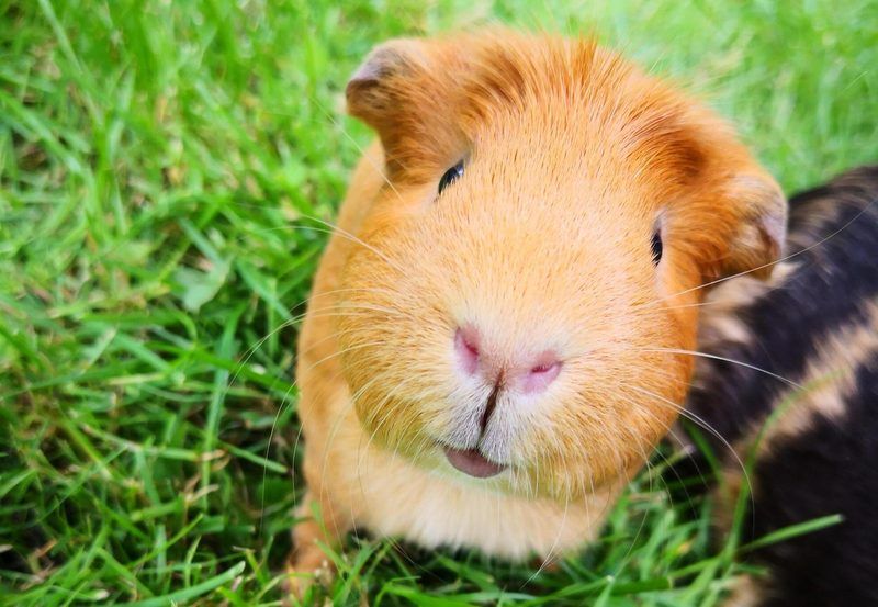Animal Quiz For Kids