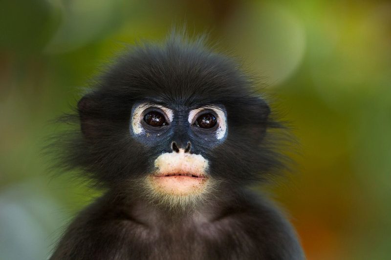 Animal Quiz