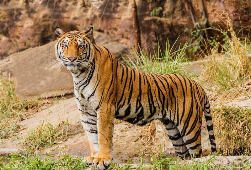 Animal Trivia Quiz
