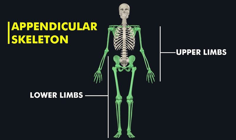 Appendicular Skeleton Quiz