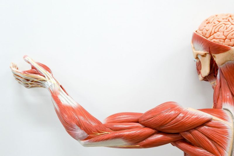 Arm Muscles Quiz