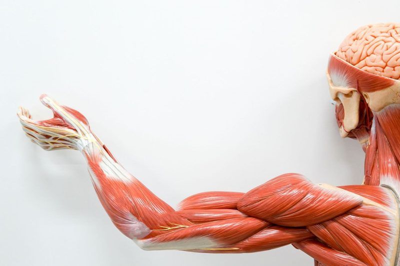 Arm Muscles Quiz