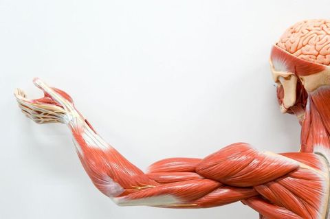 Arm Muscles Quiz