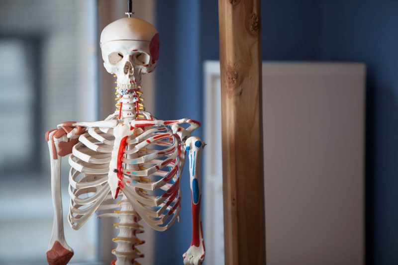 Axial Skeleton Quiz