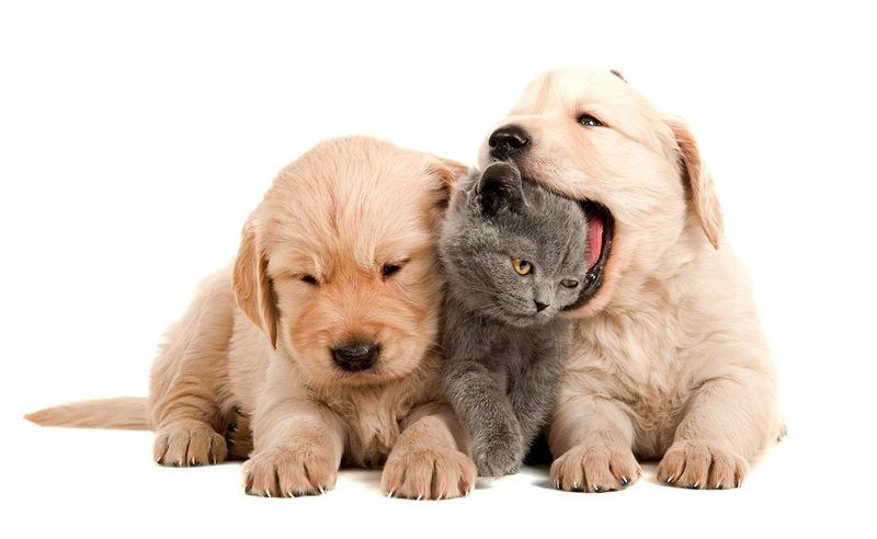 Baby Animal Names Quiz