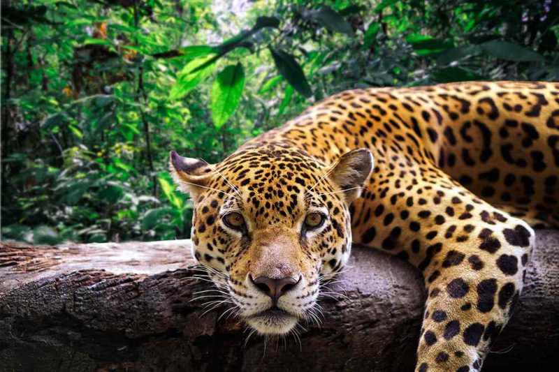 Big Cat Quiz