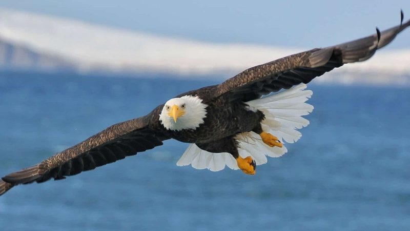 Bird Quiz