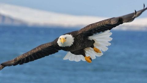 Bird Quiz