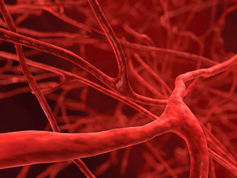 Blood Vessels Quiz
