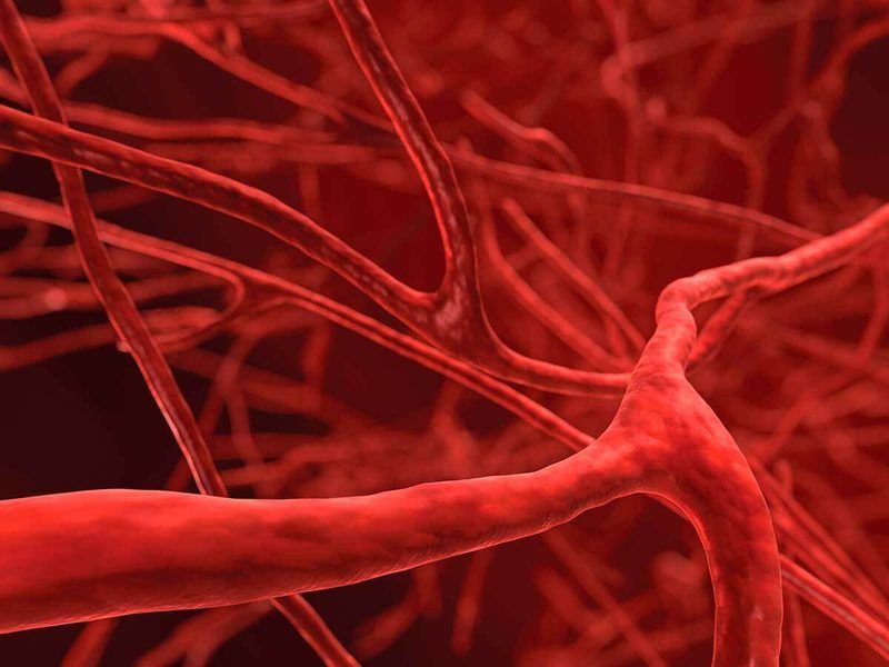 Blood Vessels Quiz