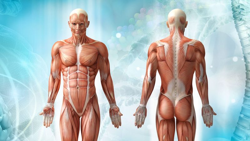 Body Cavities Quiz
