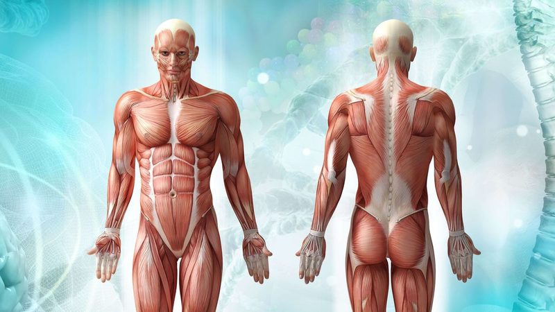 Body Regions Quiz