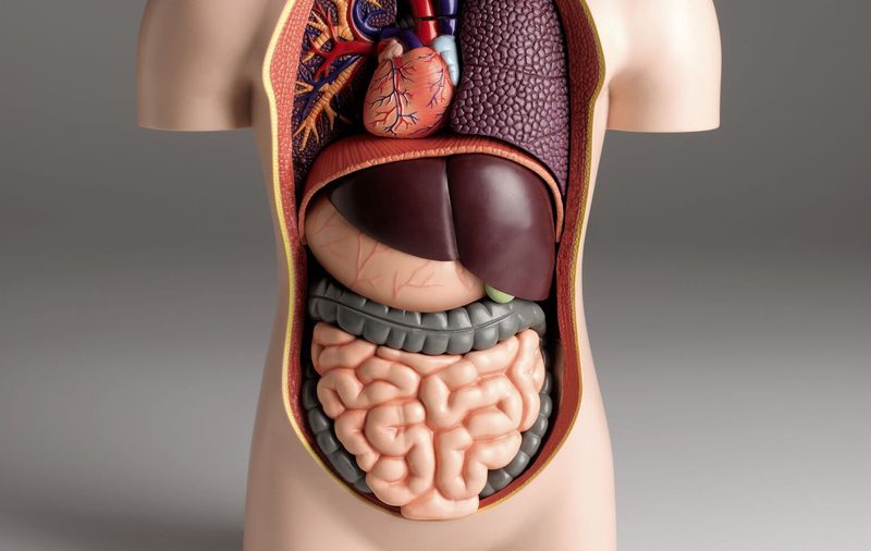 Body Systems Quiz