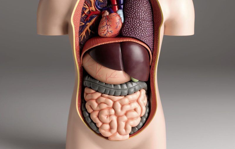 Body Systems Quiz