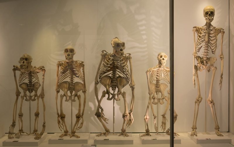 Bone Markings Quiz