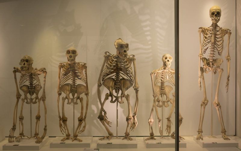Bone Markings Quiz
