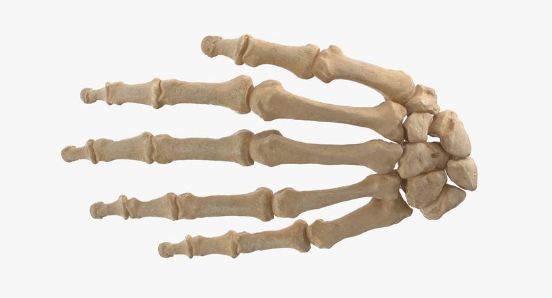 Bones Of The Hand Quiz