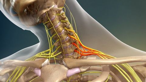 Brachial Plexus Quiz