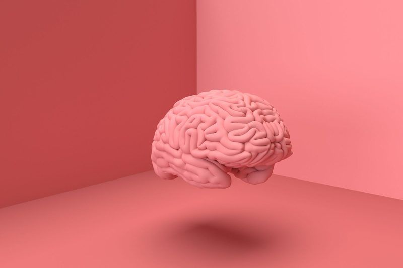 Brain Anatomy Quiz