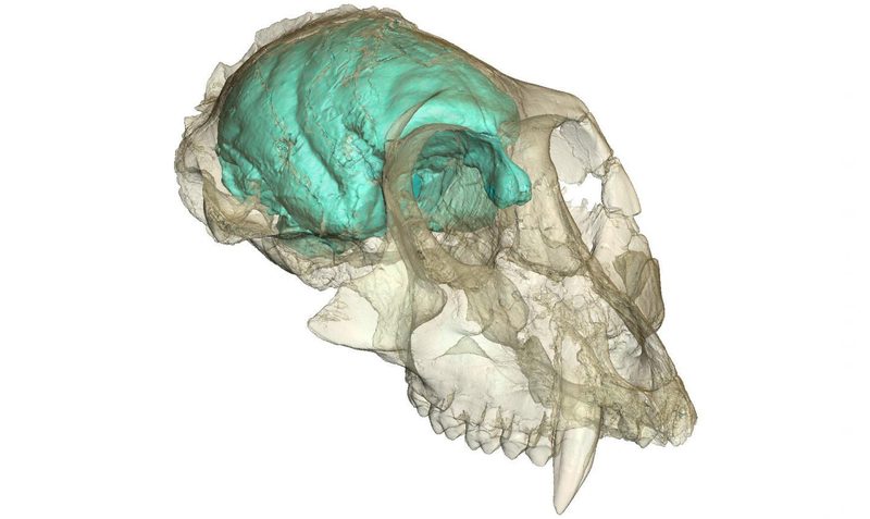 Brain Animal Quiz