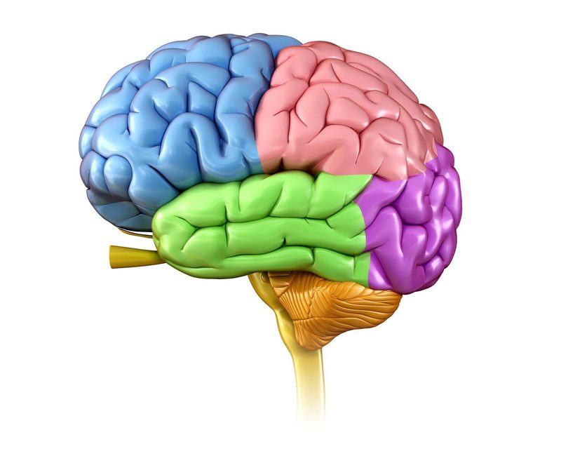 Brain Quiz