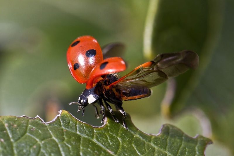 Bug Quiz