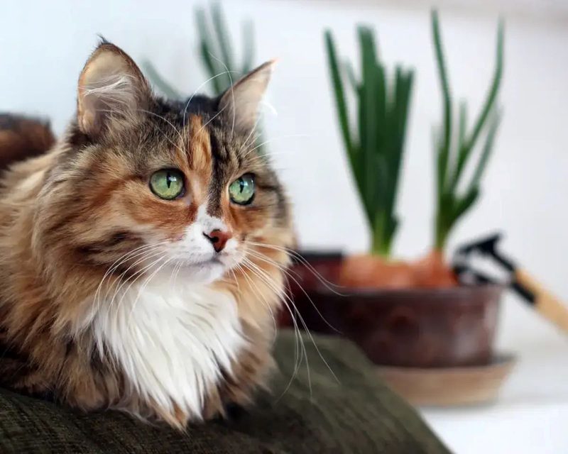 Cat Dementia Quiz