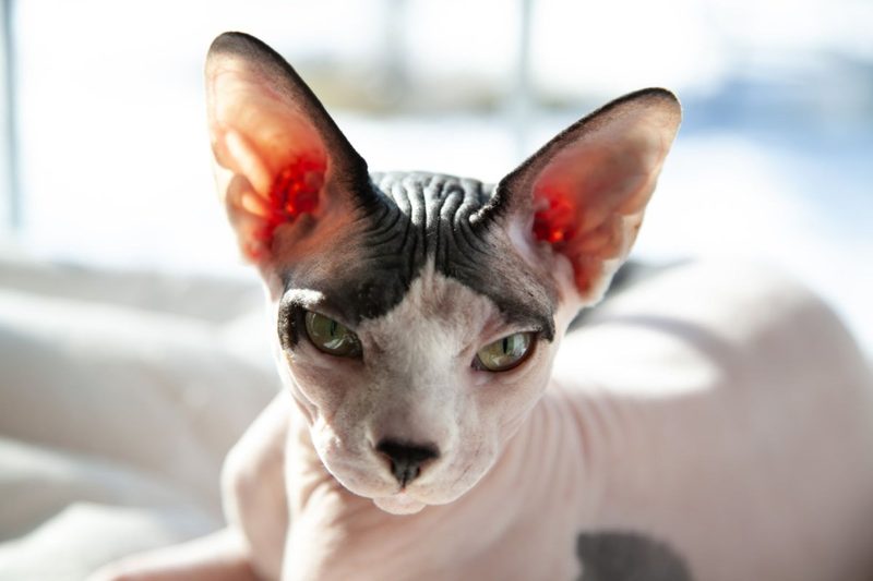 Cat Muscles Quiz