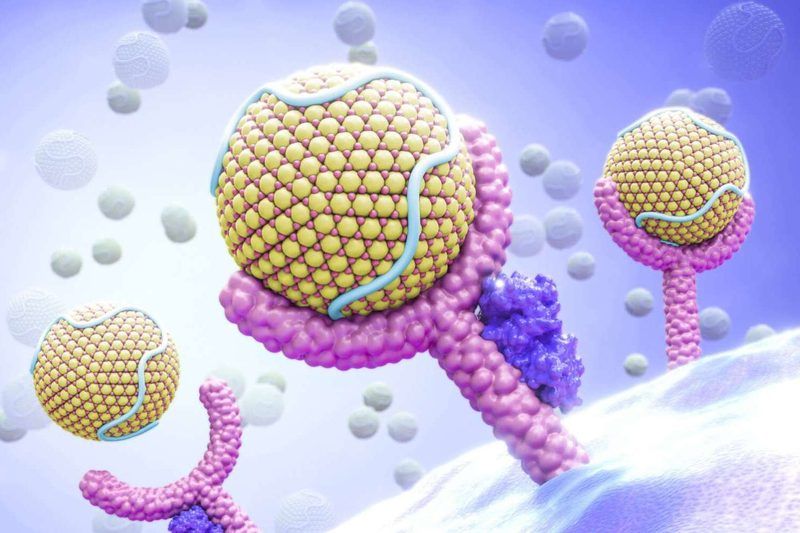 Cell Membrane Quiz