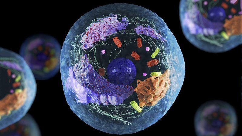 Cell Quiz