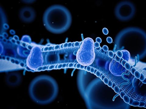 Cell Transport Quiz