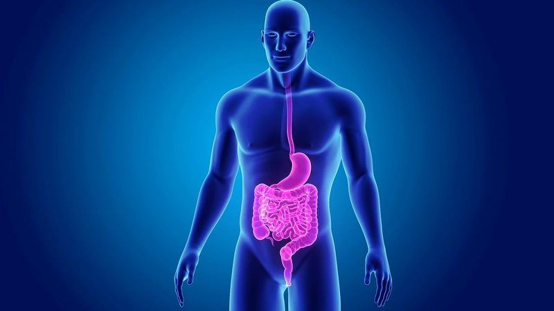 Digestive System Quiz