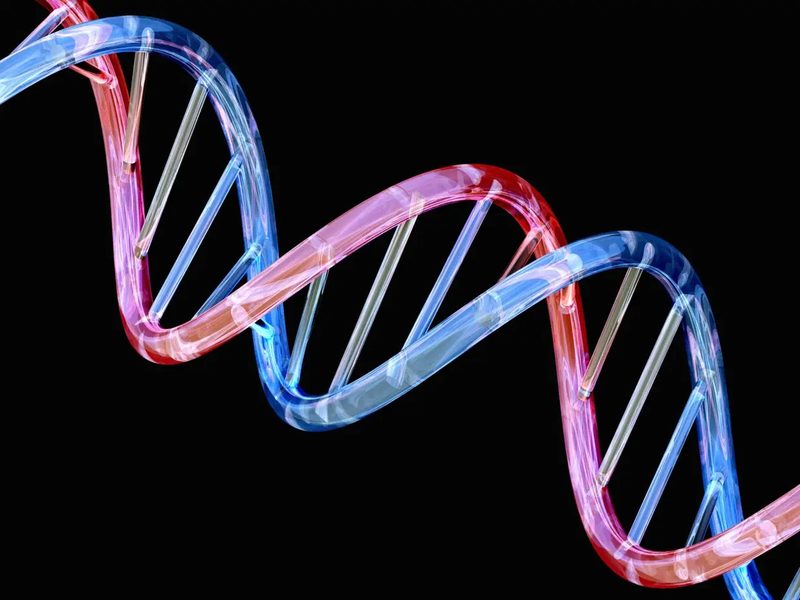 Dna Replication Quiz