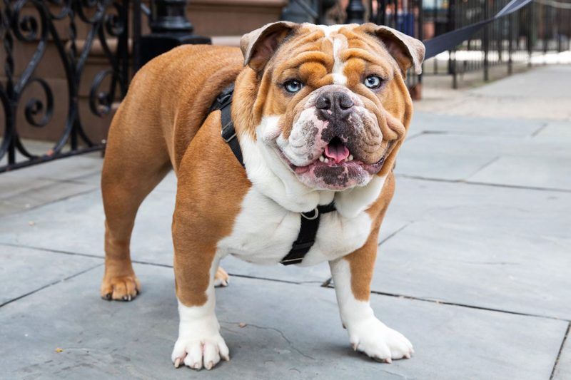 Dog Breed Quiz
