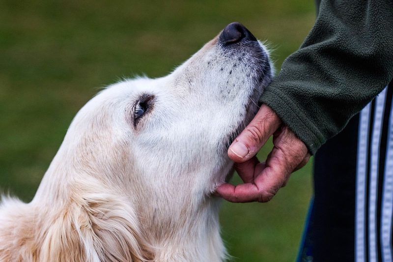 Dog Dementia Quiz