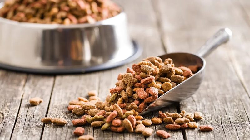 Dog Food Quiz