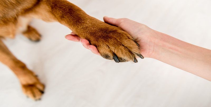 Dog Quality Of Life Quiz