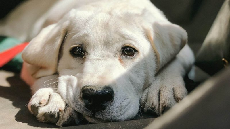 Dog Symptom Quiz