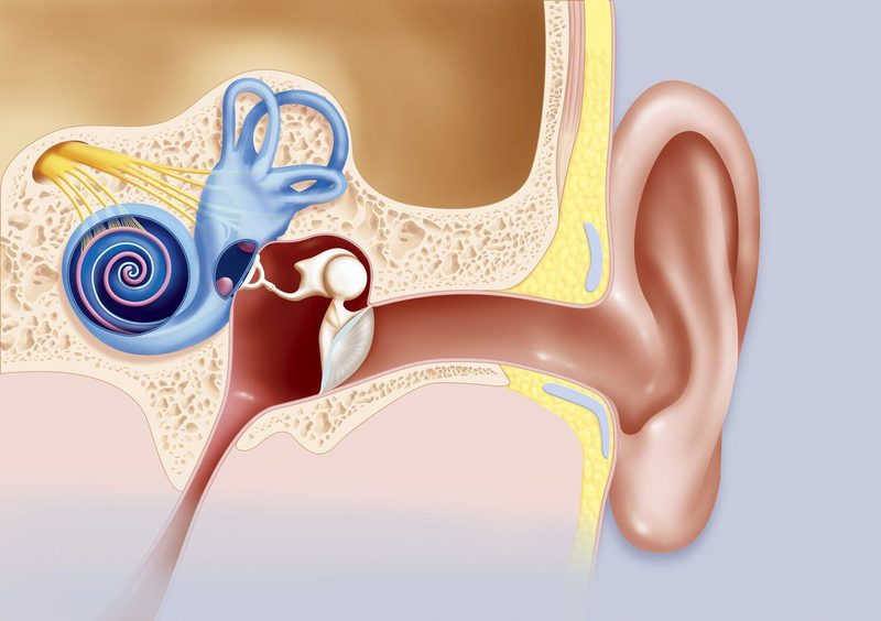 Ear Anatomy Quiz