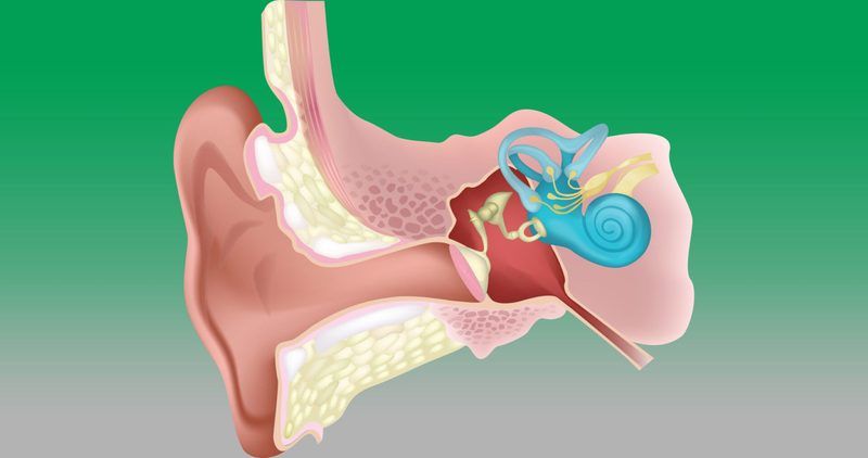 Ear Diagram Quiz