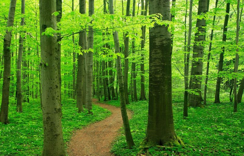 Ecology Quiz